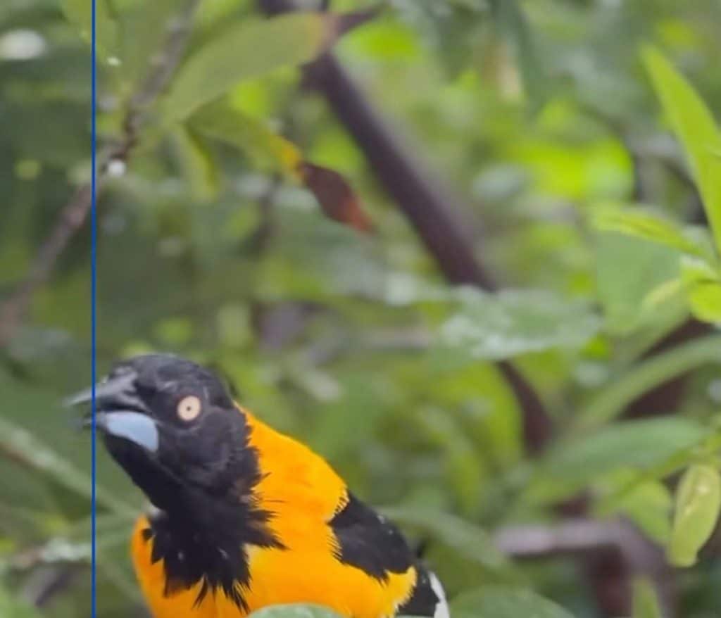 Conhecido como sofrê, pássaro é símbolo cultural e enfrenta ameaças como tráfico e perda de habitat.