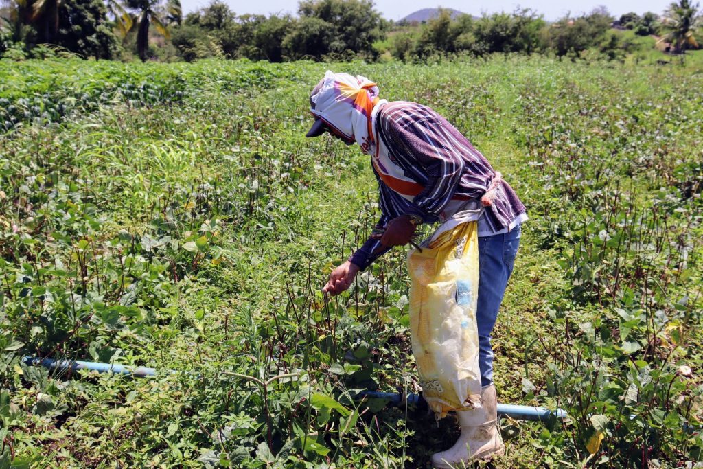 Governo federal aprova zoneamento agrícola no Acre para cultivo de feijão irrigado e reduz riscos
