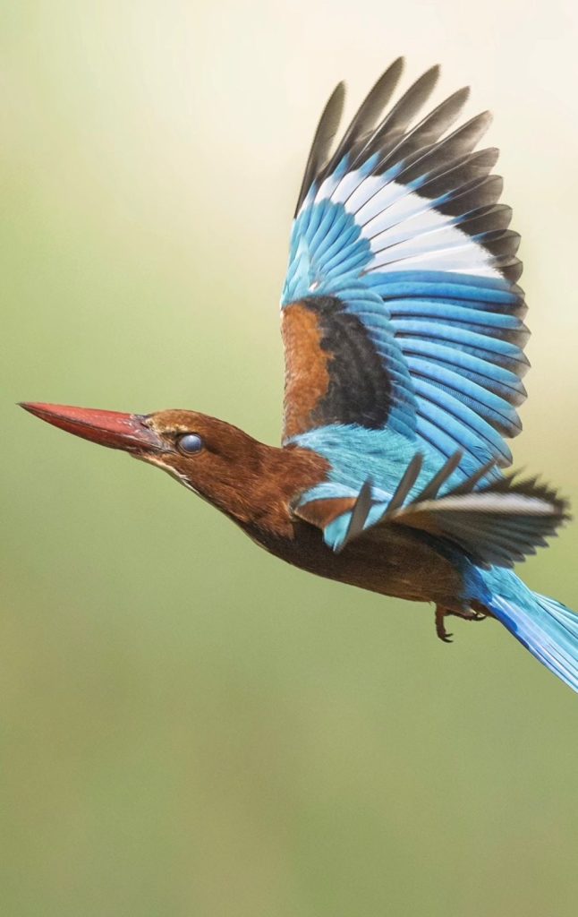 Fábio Paschoal registra martim-pescador-de-garganta-branca durante viagem pela Ásia e compartilha imagens da ave nas redes sociais.