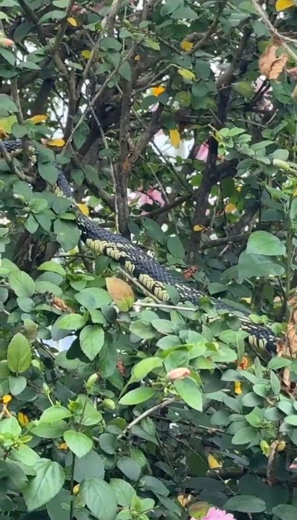 Caninana assusta frequentadores em praça no centro de Cruzeiro do Sul