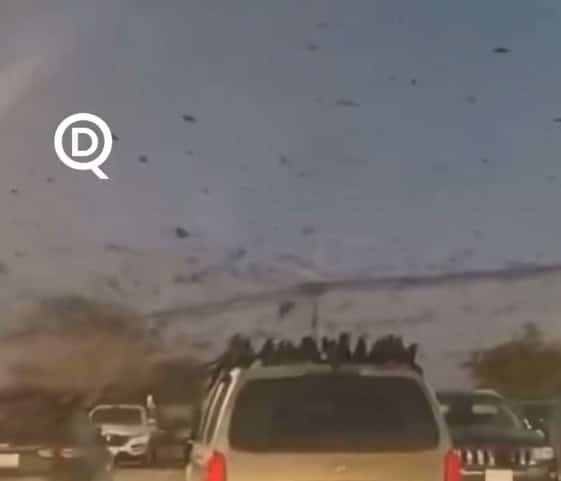 Céu tomado por aves em Israel gera fala sobre “mau presságio” nas redes