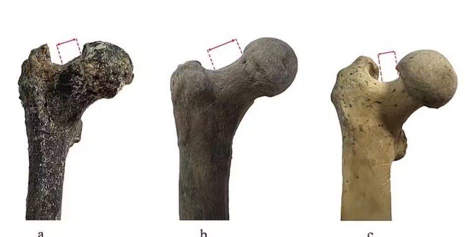 Ein 7,2 Millionen Jahre altes Fossil, das in Europa gefunden wurde, könnte die Theorie über den Ursprung der Menschheit verändern