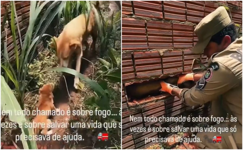 Spannende Rettung: Feuerwehrleute retten zwischen Mauern eingeklemmten Hund