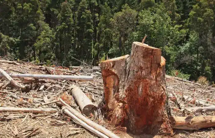 Três pessoas morrem após árvore de 30 metros cair durante evento de Páscoa