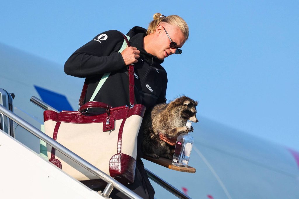 Weltmeisterschaft: Haaland kommt mit einem ausgestopften Waschbären nach Norwegen – 13.07.2026 – Sport